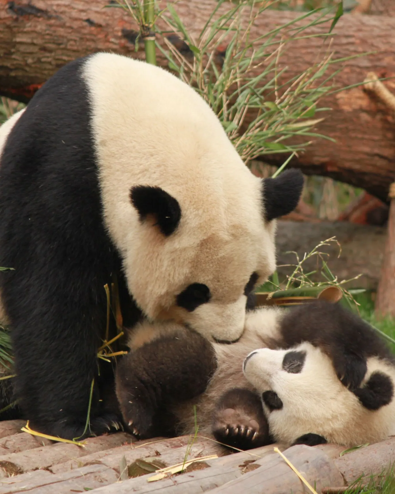 A giant panda mother with her cub