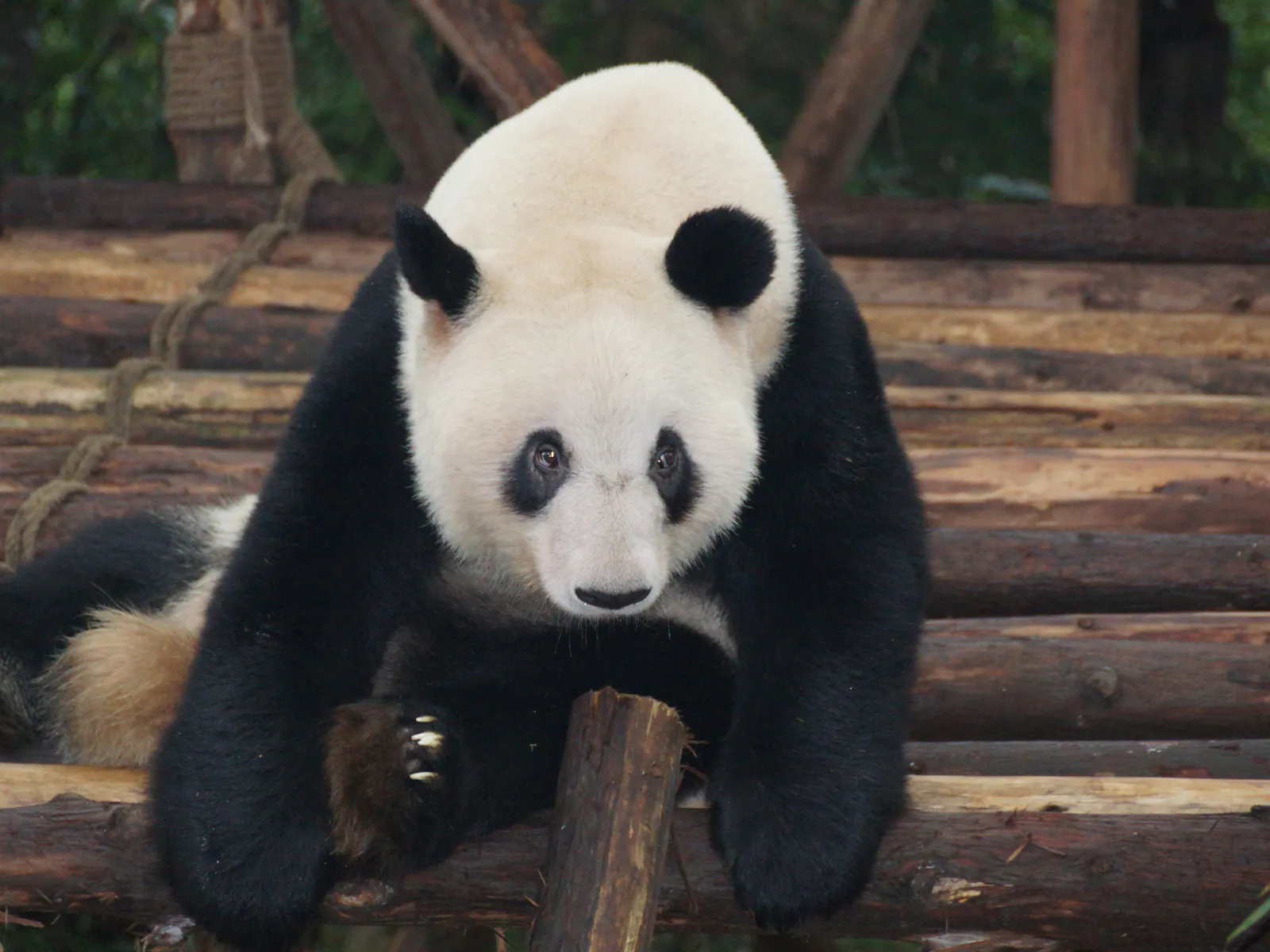 A giant panda sitting on a log in Chengdu