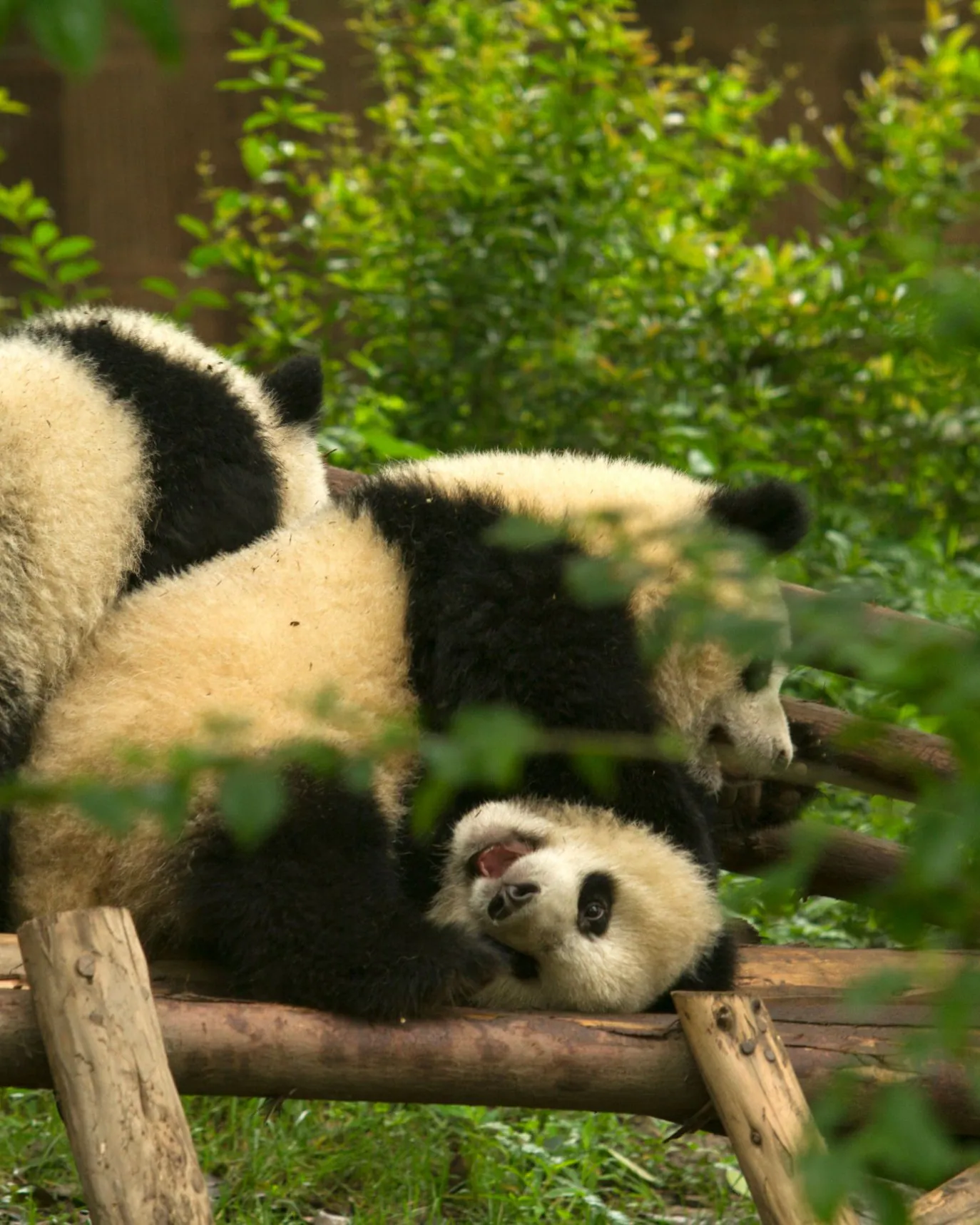 Two giant panda cubs playing on a wooden climbing frame
