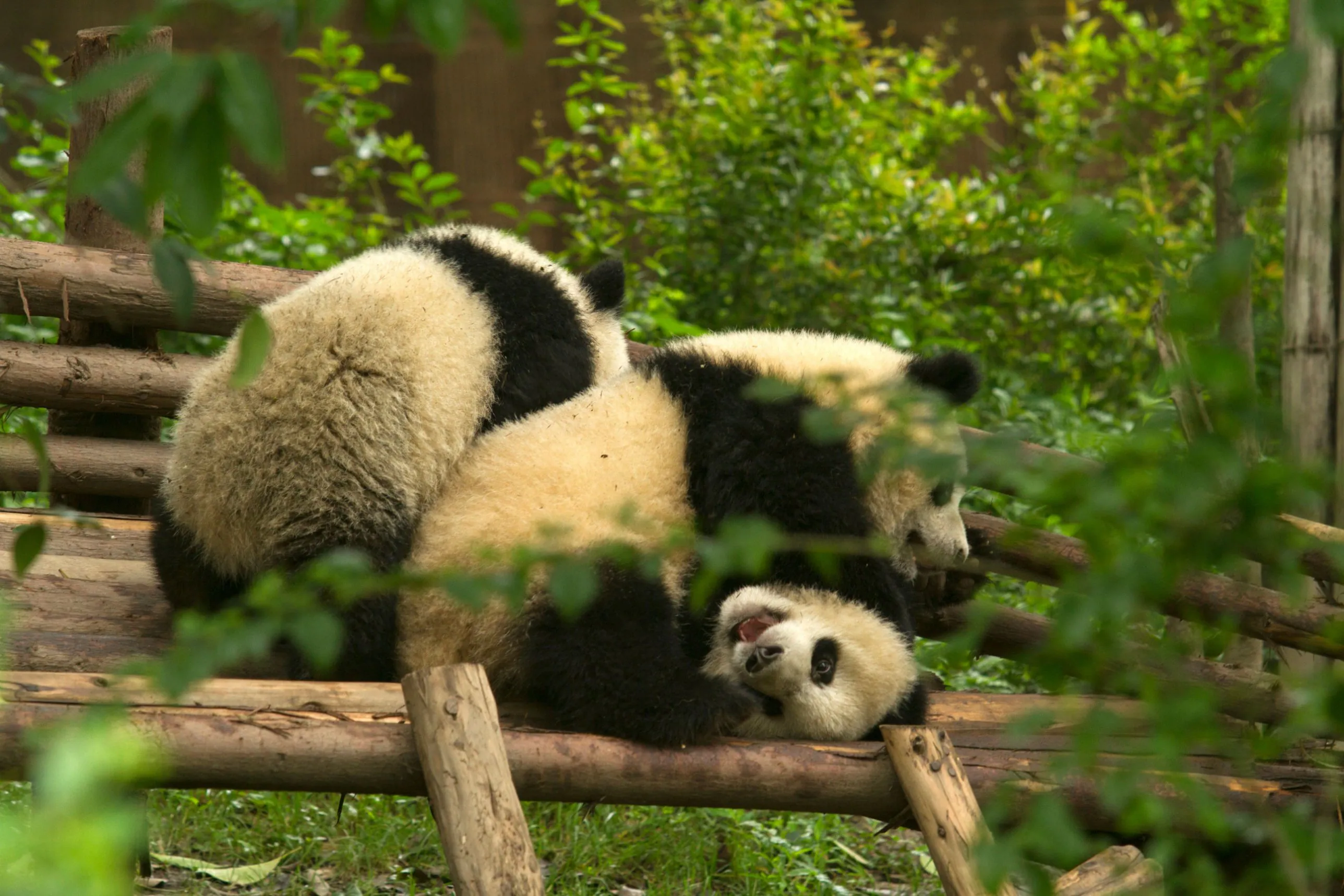 Two giant panda cubs playing on a wooden climbing frame