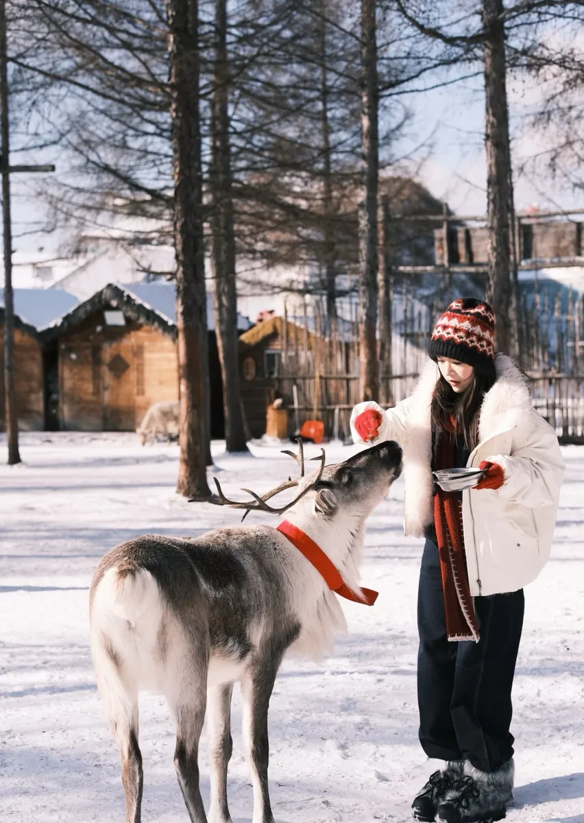 Deer-feeding on Changbaishan's western slope