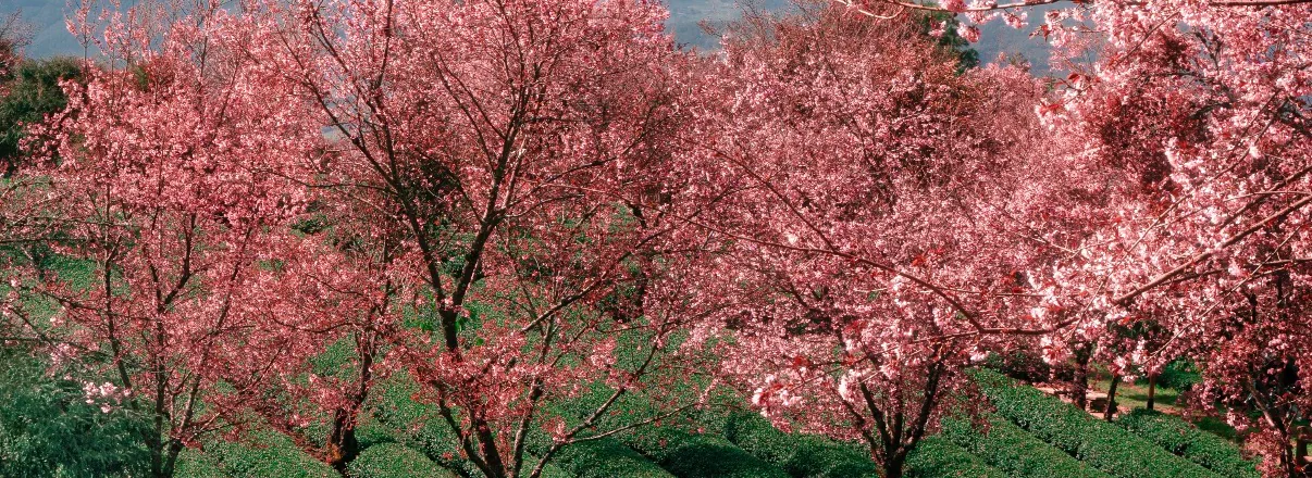 Winter cherry blossom above a Yunnan tea garden