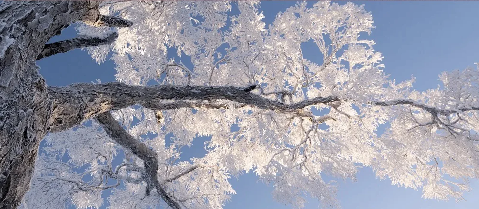 A deer in golden winter light above frost-covered trees in the Northeast