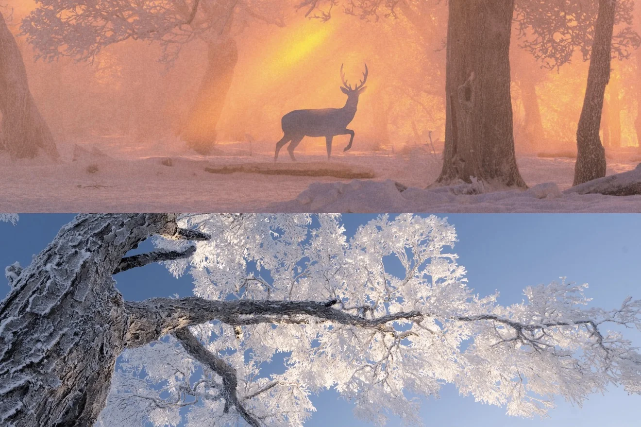 A deer in golden winter light above frost-covered trees