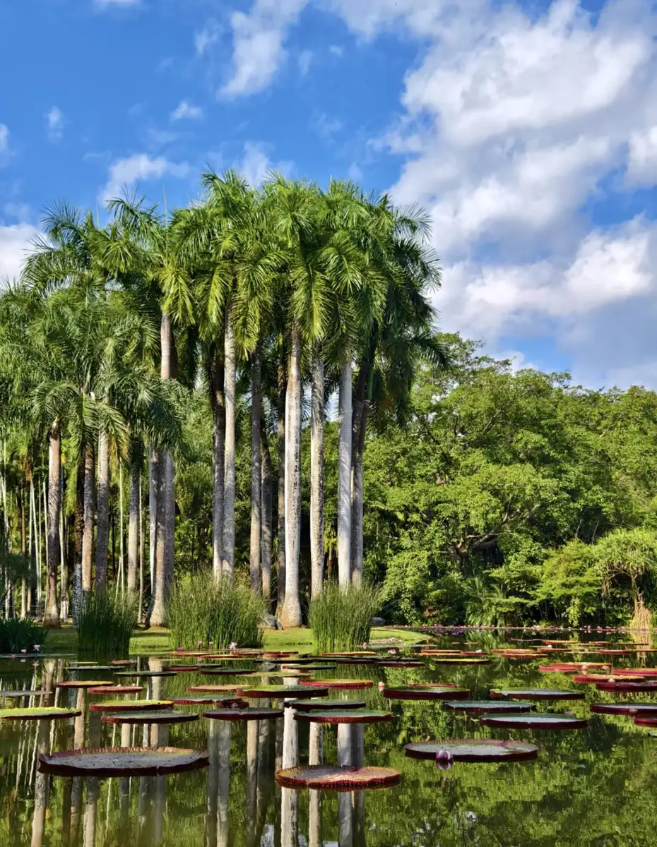 Xishuangbanna's tropical botanical garden