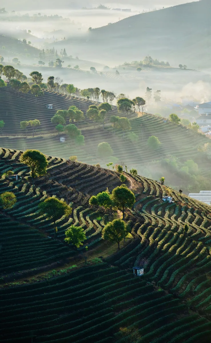 Hekai's ancient tea mountain