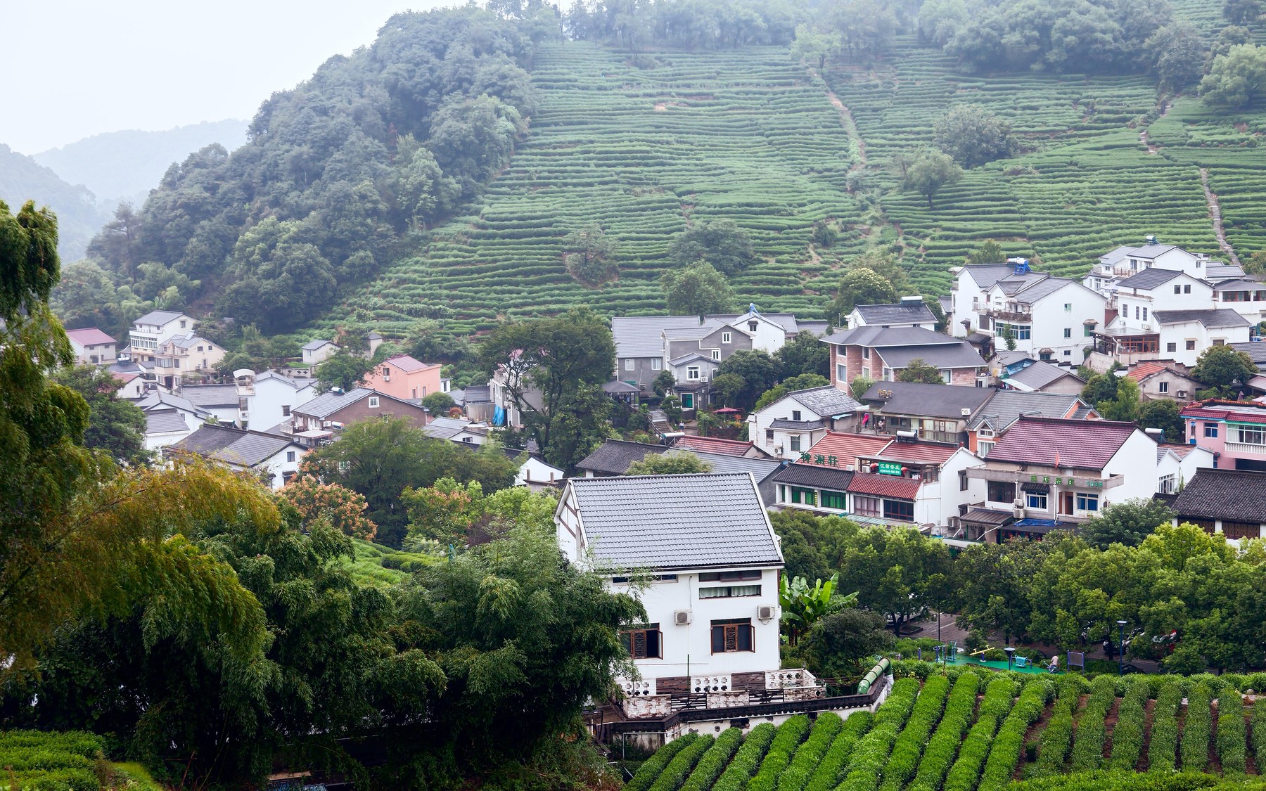 Longjing tea village terraces in Hangzhou