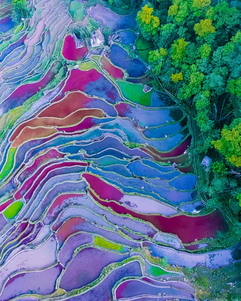 Yunnan rice terraces for Sichuan & Yunnan Discovery