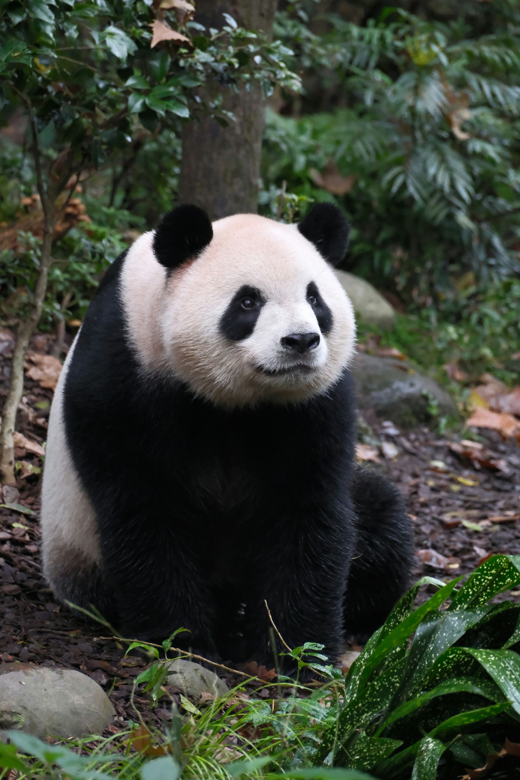 Chengdu panda forest