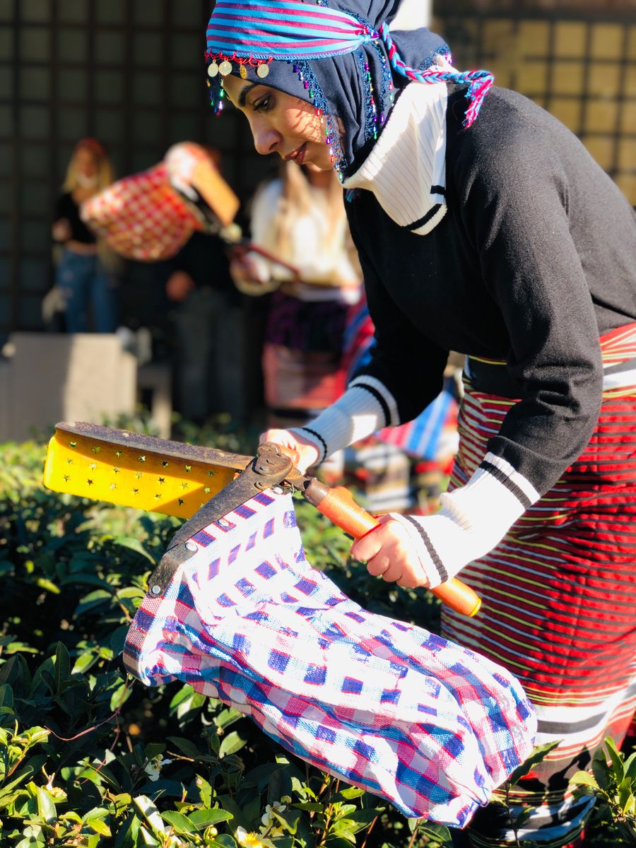 Tea leaves picked by hand in a green tea field