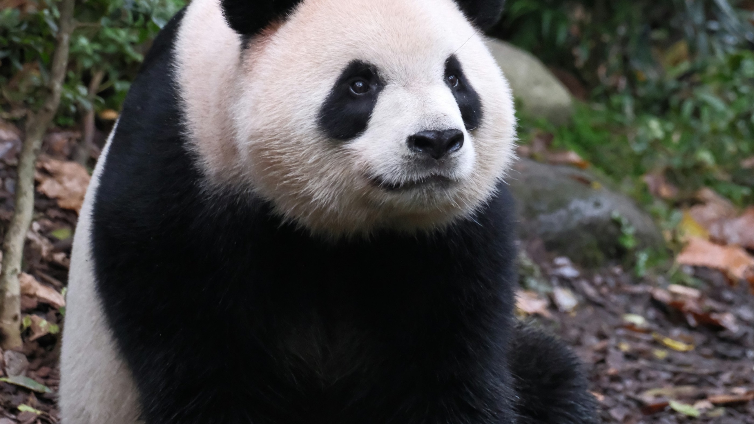 Giant panda resting