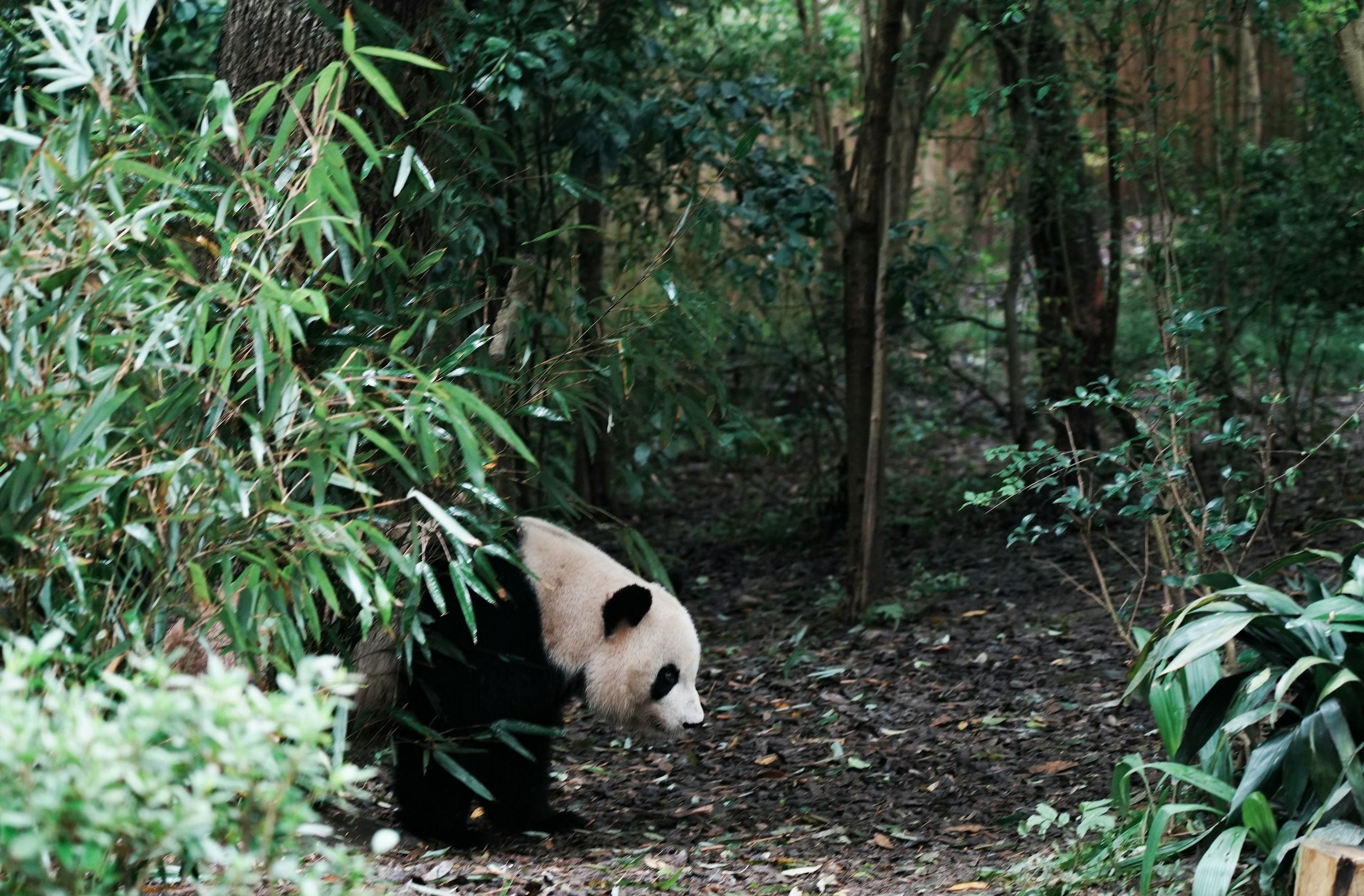 Panda in Chengdu