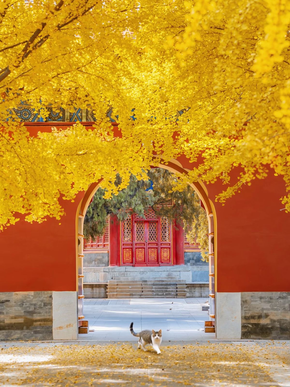Imperial Autumn: Golden Ginkgo, Crimson Walls & Champagne on the Wall