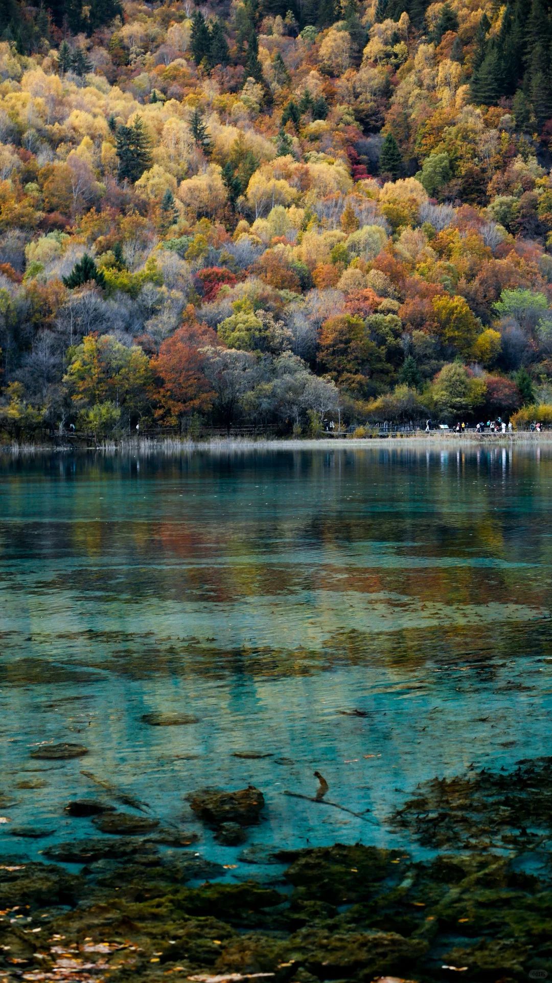 The Alpine Masterpiece: Crowd-Free Exploration of Jiuzhaigou National Park