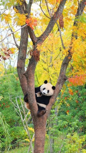 The Private Conservation Session: Exclusive Panda Volunteer Experience at Dujiangyan