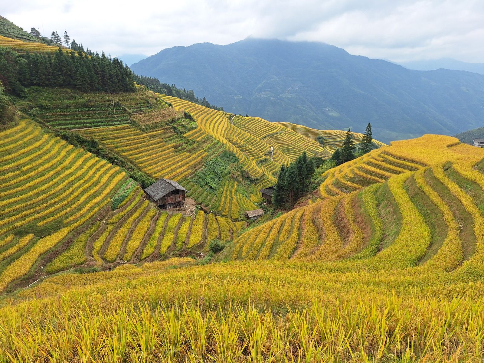 Longji rice terraces curving across mountain slopes in Guangxi