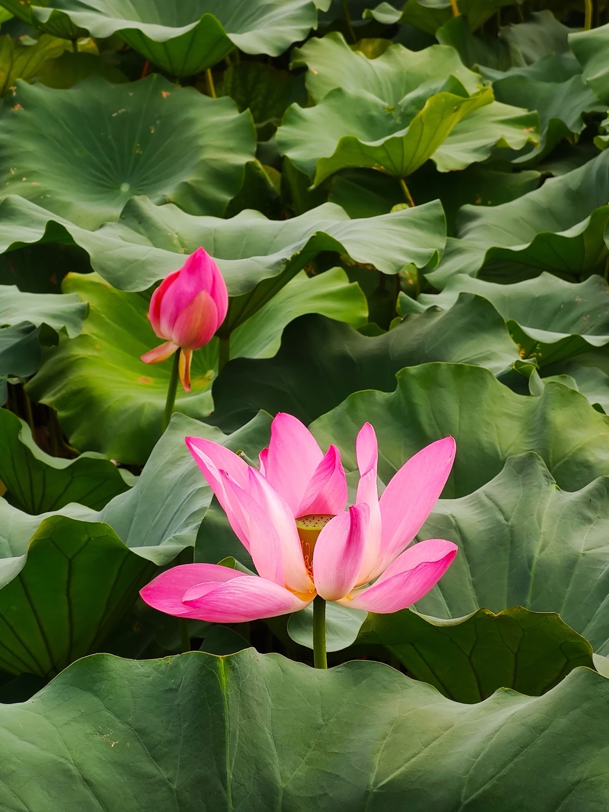 Pink lotus flowers and broad green leaves in Hangzhou