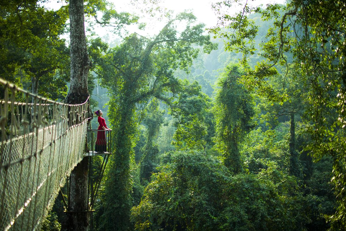 Channel Your Inner Indiana Jones in a Private Tropical Rainforest Trek